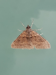 Dichromodes atrosignata