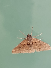 Dichromodes atrosignata