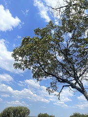 Croton gratissimus gratissimus