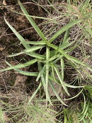 Ledebouria luteola