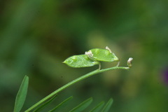 Vicia disperma