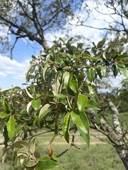 Croton gratissimus gratissimus