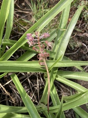 Ledebouria luteola
