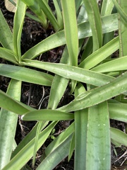 Ledebouria luteola