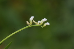 Vicia disperma