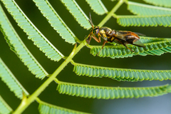 Tabanomorpha