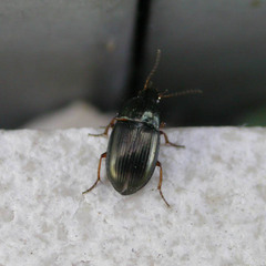 Amara familiaris