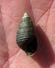 Elimia lecontiana