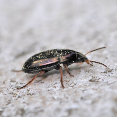 Amara familiaris