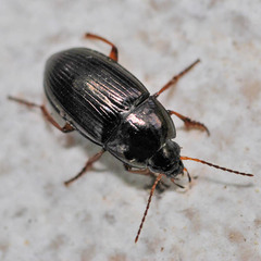 Amara familiaris