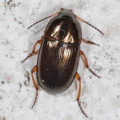 Amara familiaris