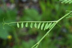 Vicia disperma