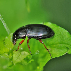 Amara saphyrea