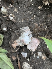 Pecten novaezelandiae