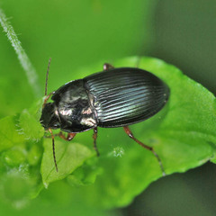 Amara saphyrea