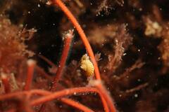 Steromphala cineraria