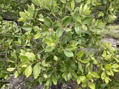 Syzygium guineense