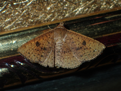 Striglina duplicifimbria