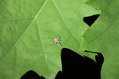Anyphaena accentuata