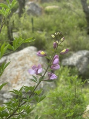 Cleome oxyphylla oxyphylla