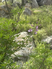 Cleome oxyphylla oxyphylla