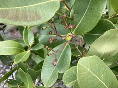 Syzygium guineense