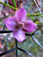 Boronia