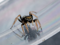 Chalcoscirtus karakurt