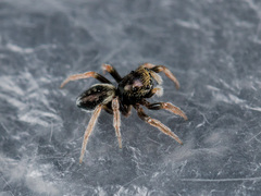 Chalcoscirtus karakurt