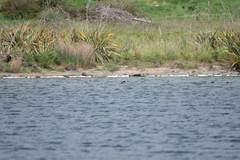 Aythya novaeseelandiae