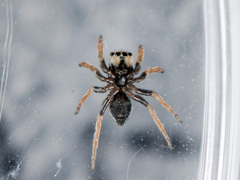 Chalcoscirtus karakurt