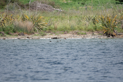 Aythya novaeseelandiae