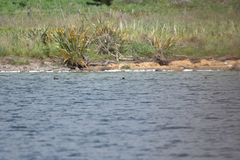 Aythya novaeseelandiae