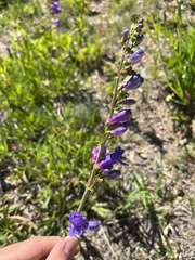 Penstemon strictus