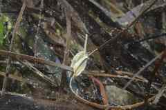 Tritia corniculum