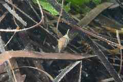 Tritia corniculum