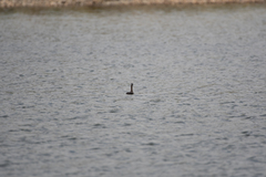 Poliocephalus rufopectus