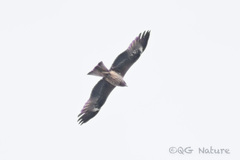 Milvus migrans lineatus