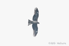 Milvus migrans lineatus