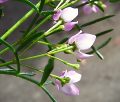 Boronia
