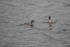 Poliocephalus rufopectus