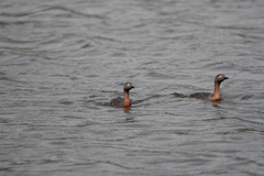 Poliocephalus rufopectus