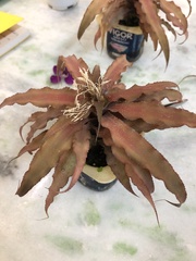 Cryptanthus