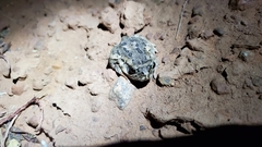 Sclerophrys xeros