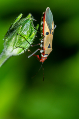 Dysdercus cingulatus