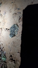 Sclerophrys xeros
