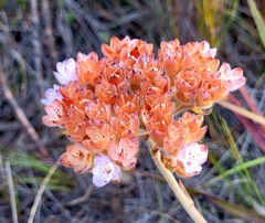 Dilatris pillansii