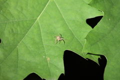 Anyphaena accentuata