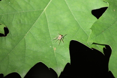 Anyphaena accentuata