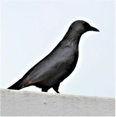 Onychognathus morio morio